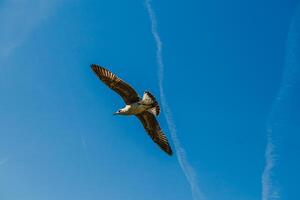 Fregat bird birds flock are flying around with blue sky clouds background. photo