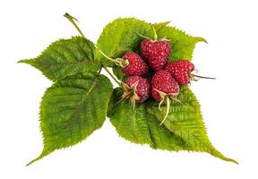 Raspberry with leaves. Raspberry isolated on white background. photo