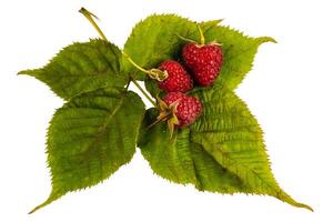 Raspberry with leaves. Raspberry isolated on white background. photo
