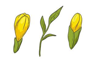 Hand drawn freesia flower bud and leaves illustration. color drawing isolated on white vector