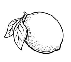 Hand drawn etching lemon with leaves. Fruit in sketch style, whole fresh citrus. black and white drawing isolated vector