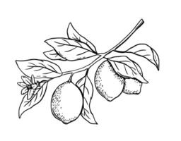 Hand drawn etching lemon with leaves and flower. Fruit tree branch in sketch style, whole fresh citrus. black and white drawing isolated vector