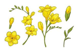 Hand drawn freesia flower branch and bud with leaves illustration. yellow color drawing isolated on white vector