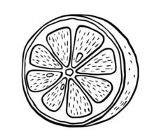 Hand drawn etching half lemon. Fruit cut in sketch style, whole fresh citrus. black and white drawing isolated vector