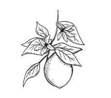 Hand drawn etching lemon with leaves and flower. Fruit tree branch in sketch style, whole fresh citrus. black and white drawing isolated vector
