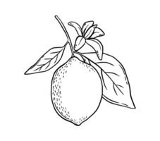 Hand drawn etching lemon with leaves and flower. Fruit tree branch in sketch style, whole fresh citrus. black and white drawing isolated vector