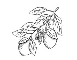 Hand drawn etching lemon branch with leaves and flowers. Fruit in sketch style, whole fresh citrus. black and white drawing isolated vector