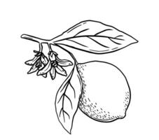 Hand drawn etching lemon with leaves and flower. Fruit tree branch in sketch style, whole fresh citrus. black and white drawing isolated vector