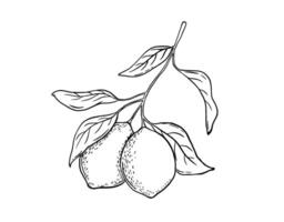 Hand drawn etching lemon with leaves. Fruit tree branch sketch, whole fresh citrus. black and white engraving drawing isolated vector