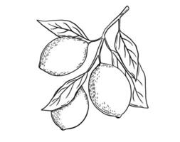 Etching lemon with leaves. Fruit tree branch hand drawn sketch, whole fresh citrus. black and white engraving drawing isolated vector