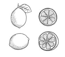Hand drawn etching slice lemon set. Fruit cut in sketch style, whole fresh citrus. black and white drawing isolated vector