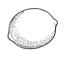 Hand drawn etching lemon. Fruit in sketch style, whole fresh citrus. black and white drawing isolated vector