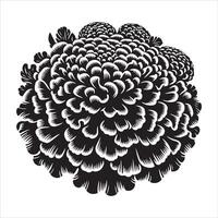 Marigold Seeds and head vector