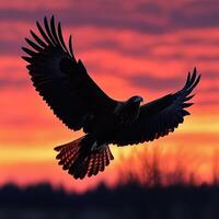 Silhouette of a Hawk in Flight Against a Sunset Sky photo