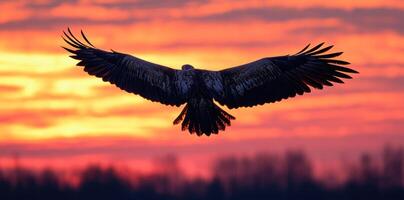 Silhouette of a Bird of Prey in Flight Against a Vibrant Sunset Sky photo