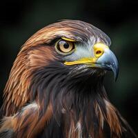 Close-Up Portrait of a Golden Eagle with Sharp Focus on Its Eye photo