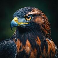 Close-up Portrait of a Golden Eagle with a Focused Gaze photo
