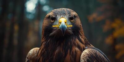 Close-up Portrait of a Golden Eagle with Sharp Focus on its Eyes and Beak photo