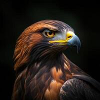 Close-up Portrait of a Golden Eagle with Striking Yellow Eye photo