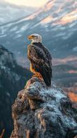 Bald Eagle Perched on a Rocky Outcropping at Sunset photo