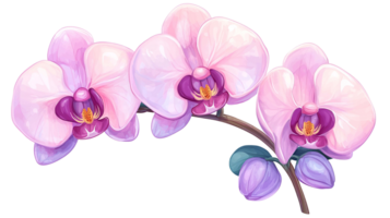 Beautiful pink orchids with delicate petals isolated on transparent background. png