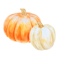 Orange and white pumpkins. Realistic botanical painting. Rustic style. Hand drawn watercolor isolated illustration with fall vegetables for poster, Halloween prints, cards. Botanical colorful clipart. png