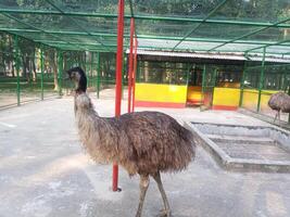 beautiful Emu bird photo