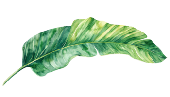 Isolated green leaf in watercolor style png