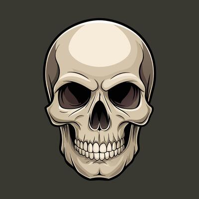 Realistic human skull, front view, detailed lines