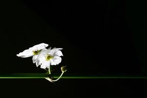 Echinodorus cordifolius beautiful white water flower isolate in black background photo