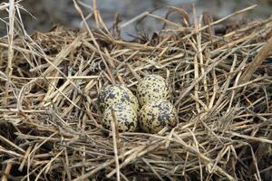 A nest filled with four footprints bird eggs in the branches of a Nest from the straw, Thailand photo