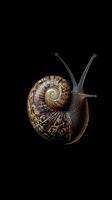 Snail isolated on black background photo