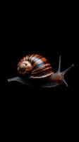 Snail isolated on black background photo
