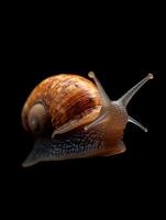 Snail isolated on black background photo