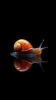 Snail isolated on black background photo
