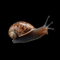 Snail isolated on black background photo