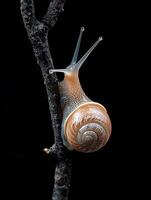 Snail isolated on black background photo