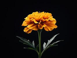 Marigold isolated on black background photo