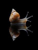 Snail isolated on black background photo