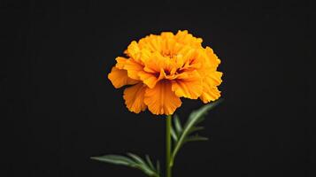 Marigold isolated on black background photo