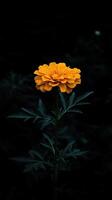 Marigold isolated on black background photo