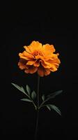 Marigold isolated on black background photo