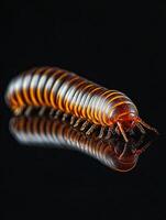 Millipede isolated on black background photo