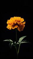Marigold isolated on black background photo