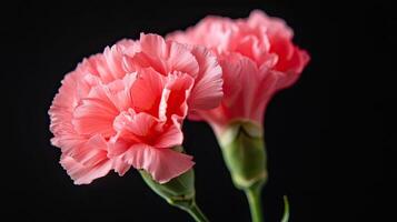 Carnation isolated on black background photo