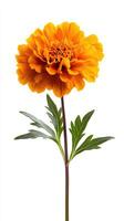 Marigold isolated on white background photo