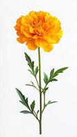 Marigold isolated on white background photo