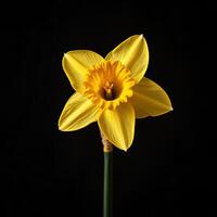 Daffodil isolated on black background photo