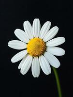 Daisy isolated on black background photo