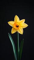 Daffodil isolated on black background photo